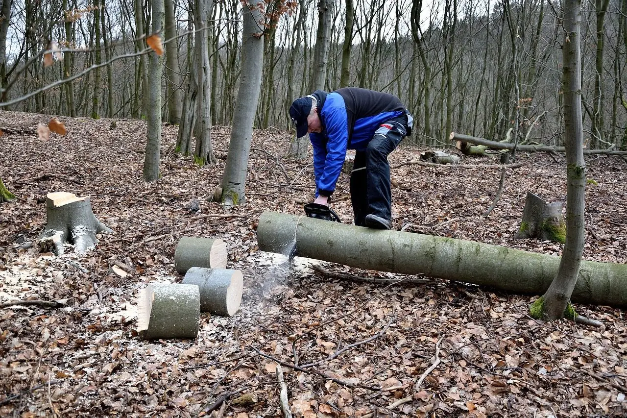Person in a cap cutting a felled trunk into rounds on a leaf-covered forest floor