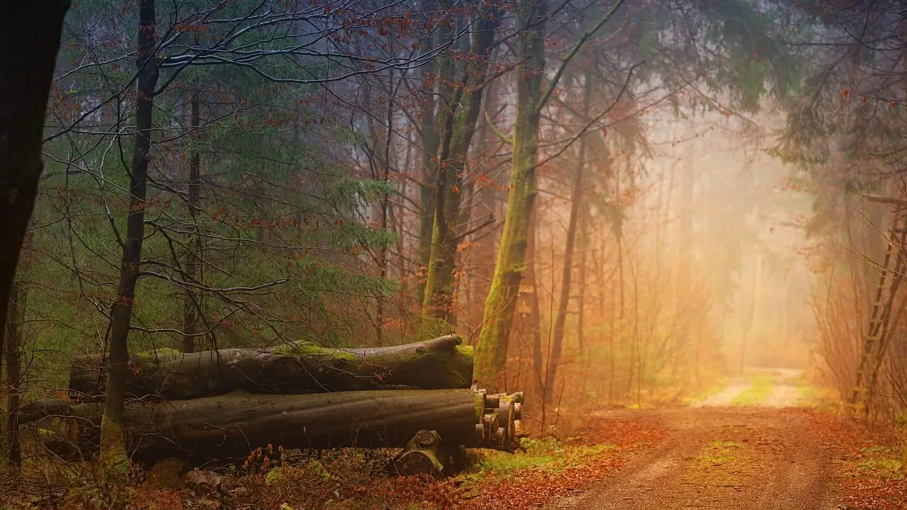Foggy autumn woods with low orange light on a path and cut logs stacked at its edge