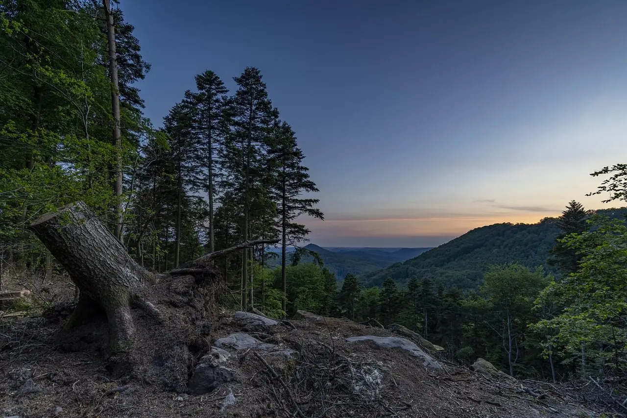 Weathered old stump on a cleared slope with evergreens and a sunset sky behind