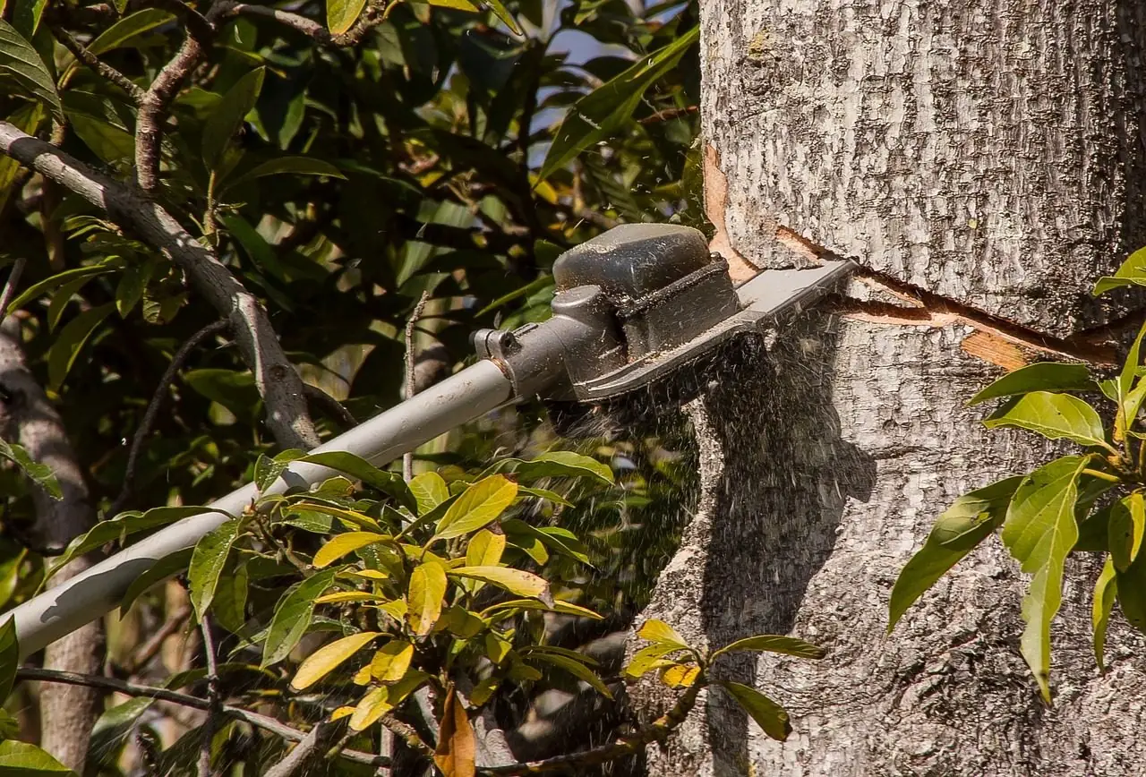 Pole saw cutting a limb from a trunk among leaves